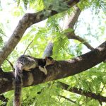 Grizzled Squirrel Wildlife Sanctuary