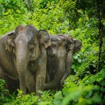 Shenbagathoppu Forest