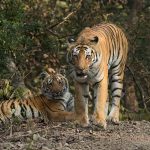 Srivilliputhur Megamalai Tiger Reserve